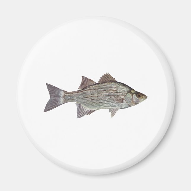 White Bass Logo Magnet (Front)