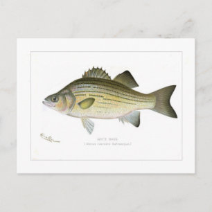 White Bass Postcard