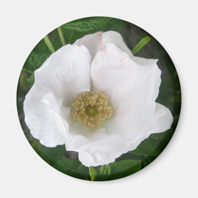 White Beach Rose Magnet (Front)