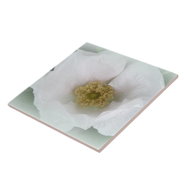 White Beach Rose - Rosa rugosa Tile (Side)