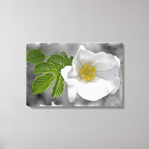 White Beach Rose Wildflower Canvas Print