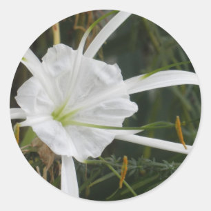 White Beach Spider Lily Lilies Flower Photo Classic Round Sticker