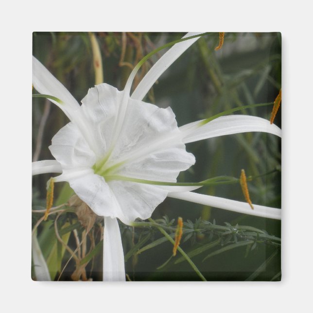 White Beach Spider Lily Lilies Flower Photo Magnet (Front)
