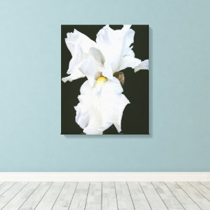 White Bearded Iris on Black Backgroun Canvas Print