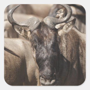 White-bearded Wildebeest with Wattled Starling Square Sticker