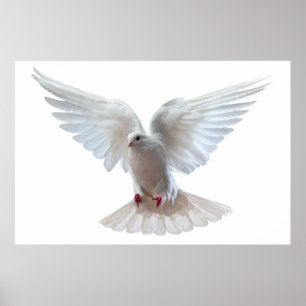 White Beautiful flying pigeon  Poster