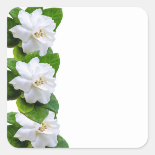 White beautiful gardenia flowers on white square sticker