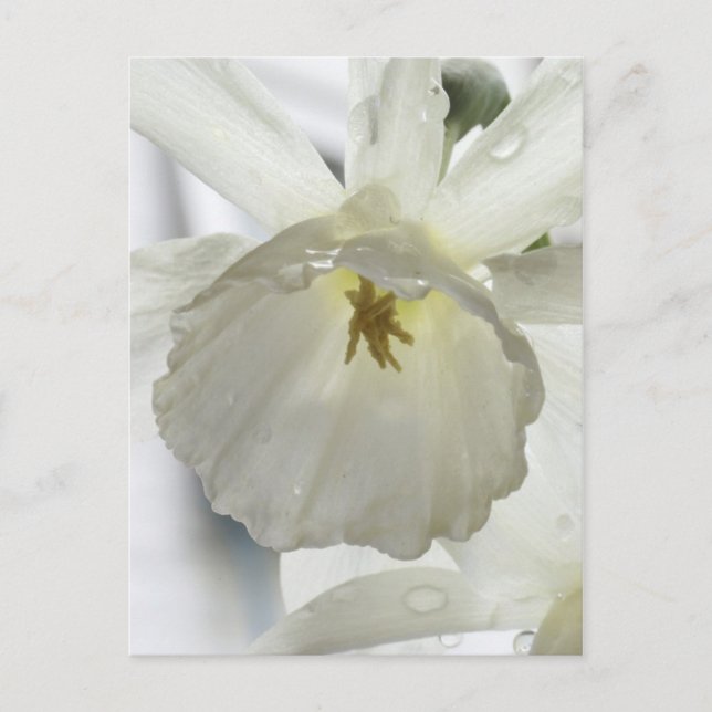 White beauty in the rain postcard (Front)