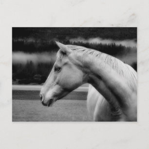 White Beauty Post Card