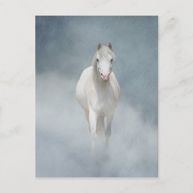 white beauty postcard (Front)