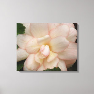 White Begonia Flower Canvas Print