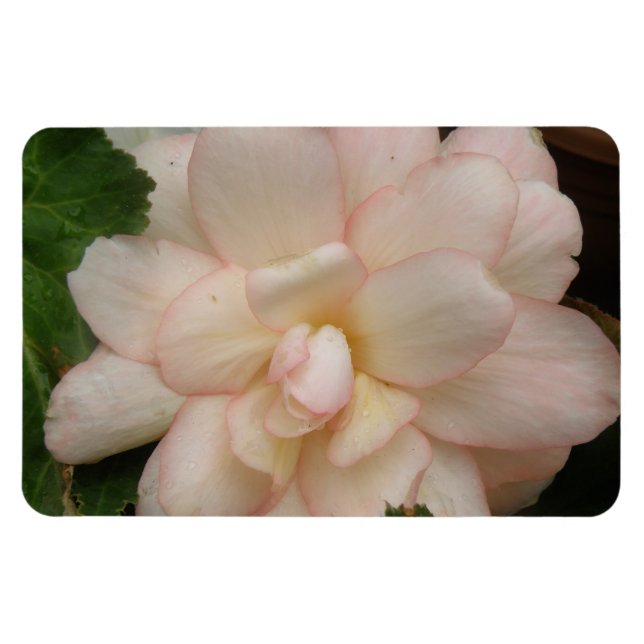 White Begonia Flower Premium Magnet (Horizontal)