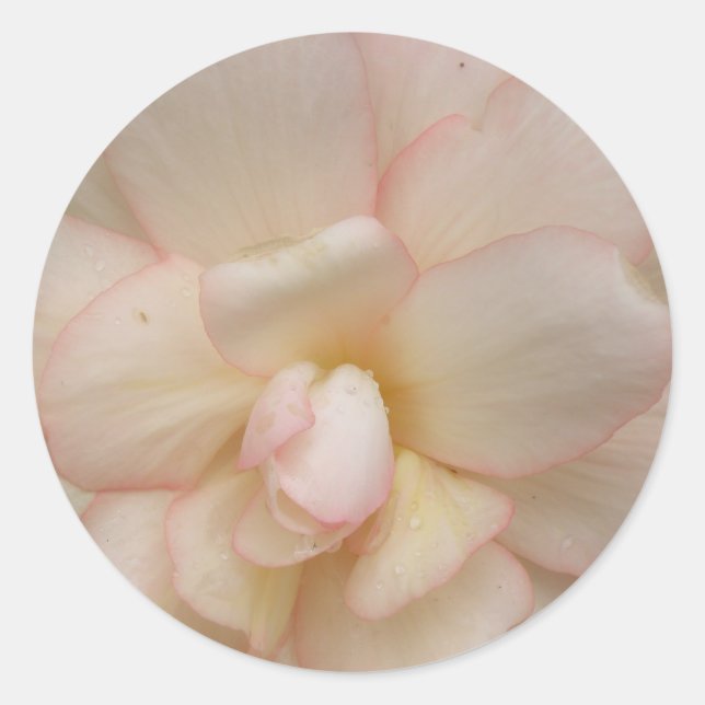 White Begonia Flower Stickers (Front)