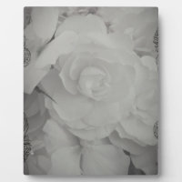 White Begonia