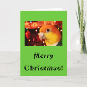 White Bellied Caique Parrot Merry Christmas Holiday Card