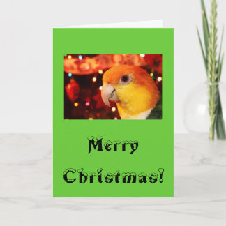 White Bellied Caique Parrot Merry Christmas Holiday Card