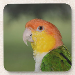 White Bellied Caique Parrot Outdoors Coaster