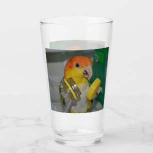 White Bellied Caique Parrot Playing Glass