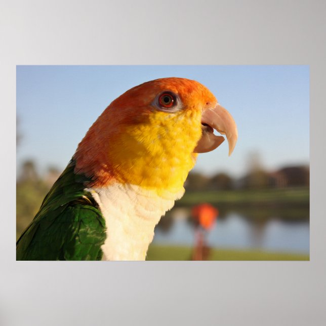 White Bellied Caique Parrot Singing Poster (Front)