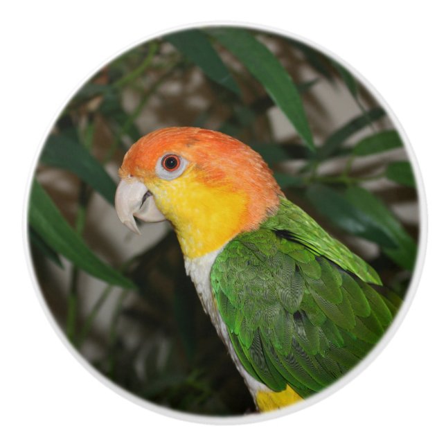 White Bellied Caique Parrot with Bamboo Tree Ceramic Knob (Front)