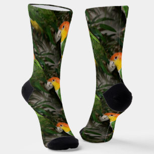 White Bellied Caique Parrot with Bamboo Tree Socks
