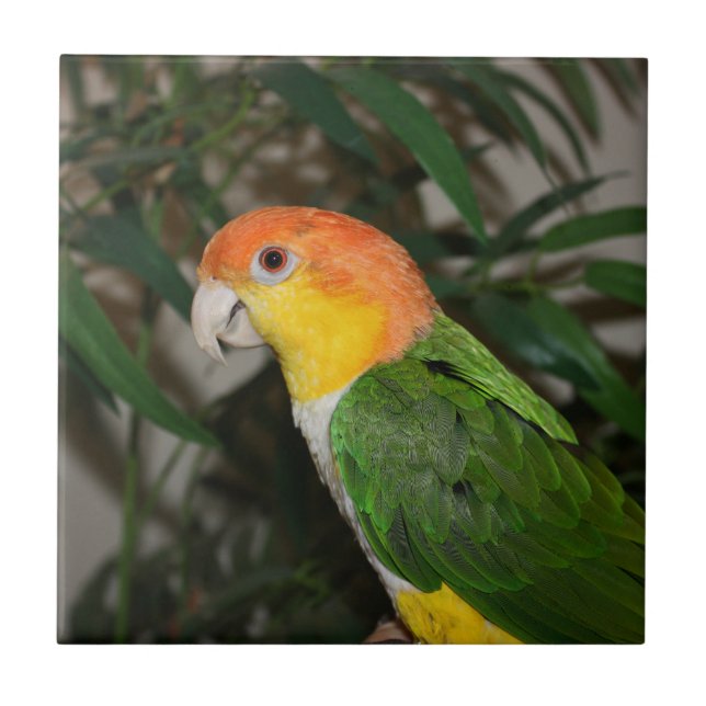 White Bellied Caique Parrot with Bamboo Tree Tile (Front)