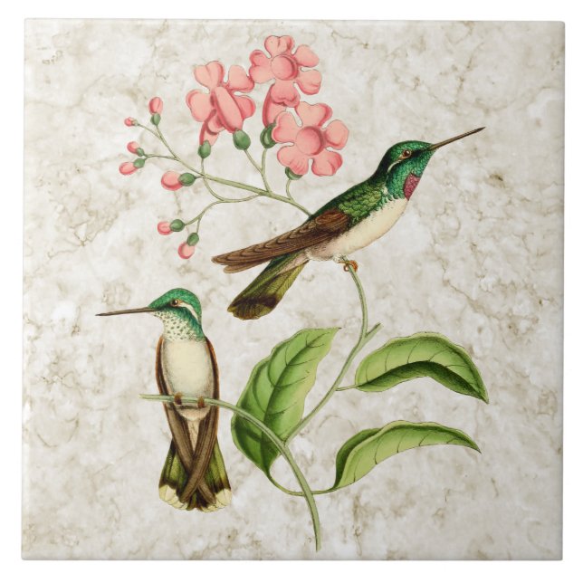 White Bellied Hummingbirds Vintage Nature Art Tile (Front)