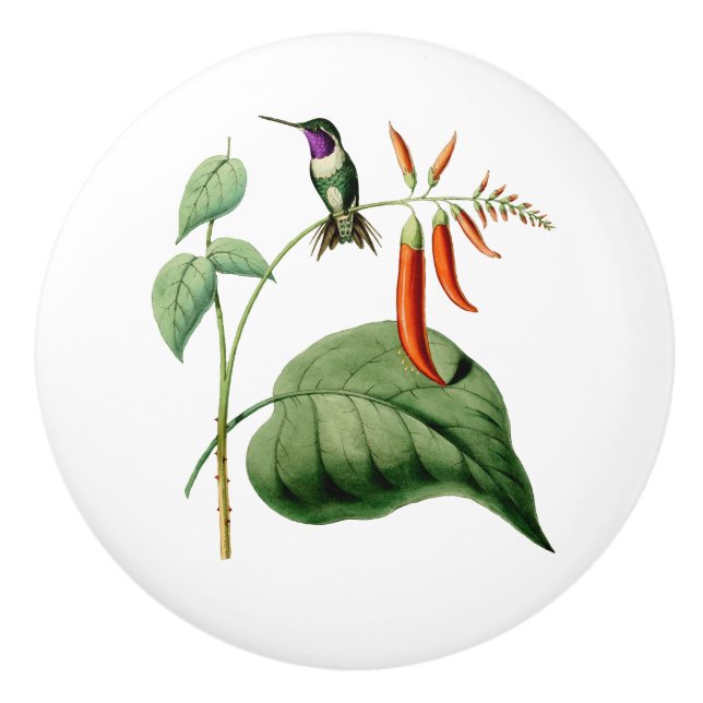 White Bellied Wood Star Hummingbird Ceramic Knob (Front)