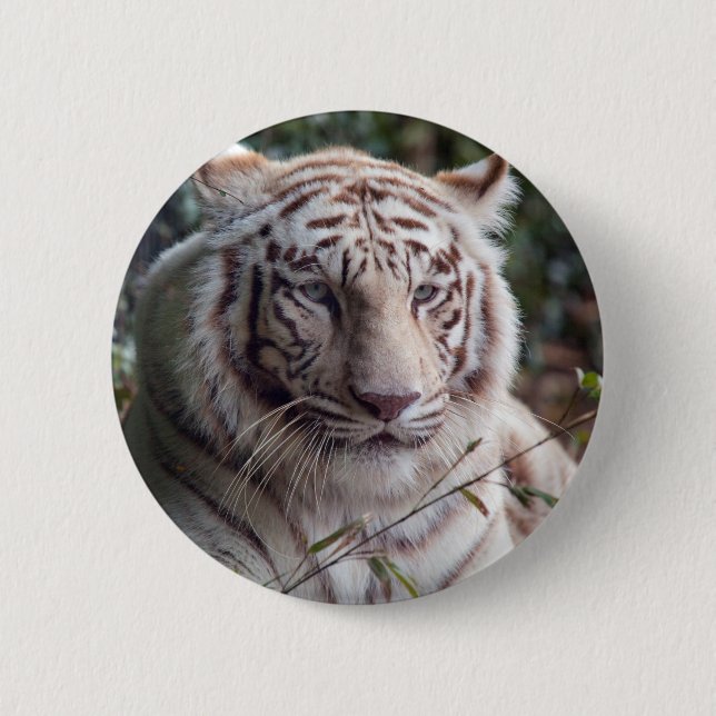 White Bengal Tiger 6 Cm Round Badge (Front)