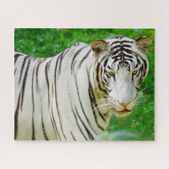 White Bengal Tiger. Big Cats. Jigsaw Puzzle (Horizontal)