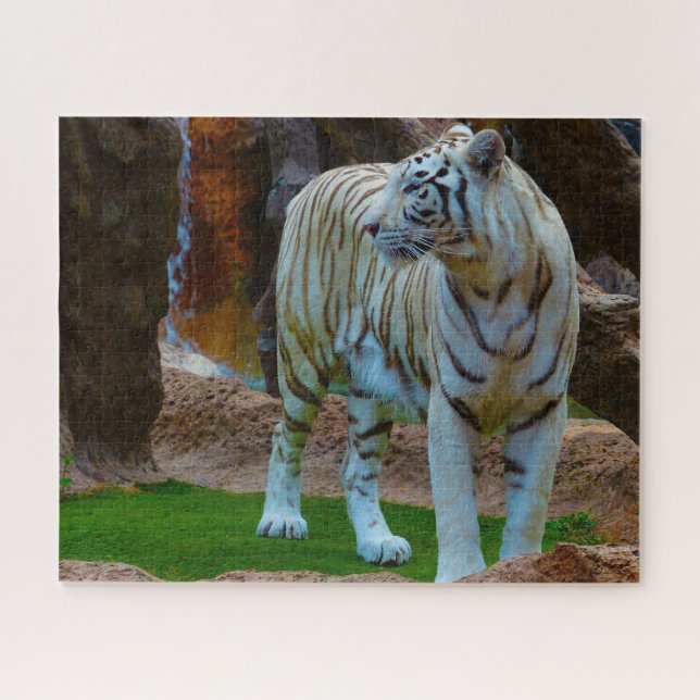 White Bengal Tiger. Big Cats. Jigsaw Puzzle (Horizontal)