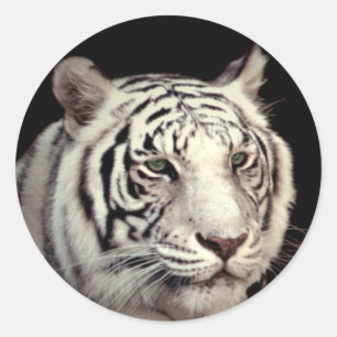 White Bengal Tiger Classic Round Sticker