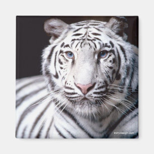 White Bengal Tiger Magnet