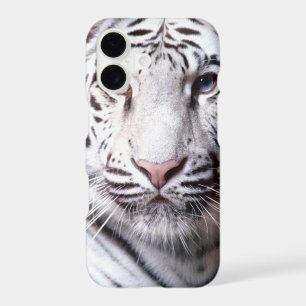White Bengal Tiger Photography