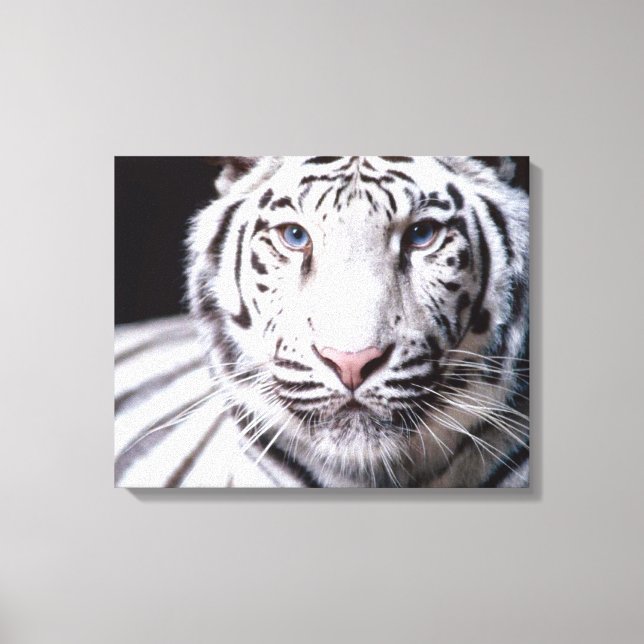 White Bengal Tiger Photography Canvas Print (Front)