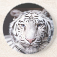 White Bengal Tiger Photography