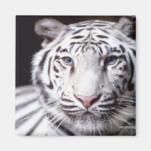 White Bengal Tiger Photography Magnet