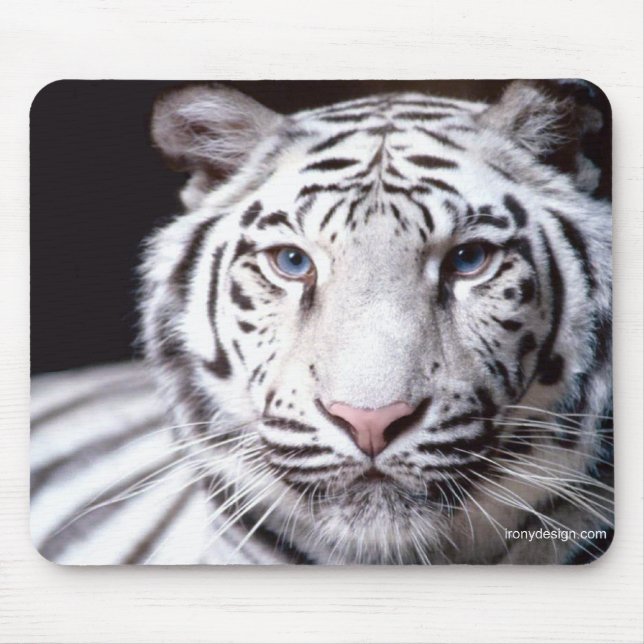 White Bengal Tiger Photography Mouse Mat (Front)