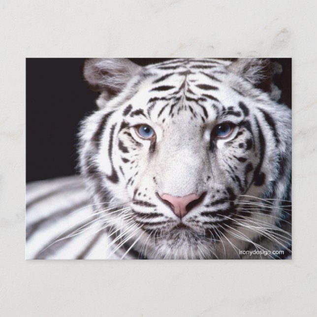 White Bengal Tiger Photography Postcard (Front)