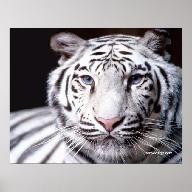 White Bengal Tiger Photography Poster (Front)