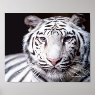 White Bengal Tiger Photography Poster