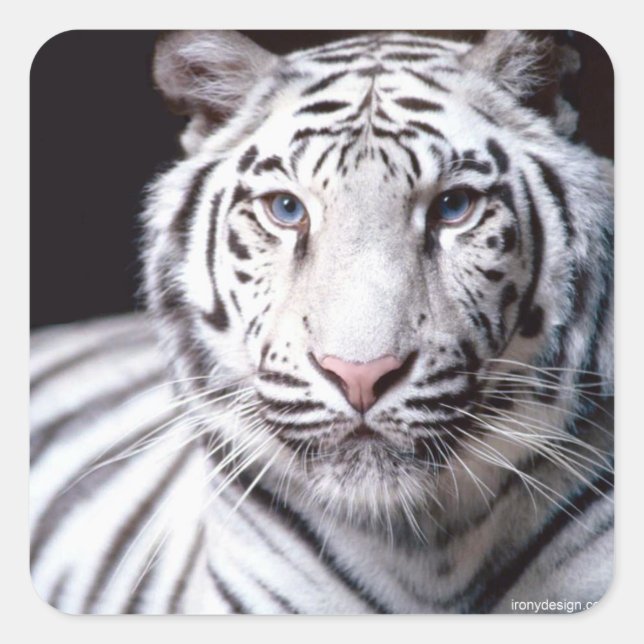 White Bengal Tiger Photography Square Sticker (Front)