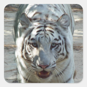 White Bengal Tiger Square Sticker