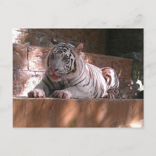 White Bengal Tiger, Trinidad Postcard (Front)