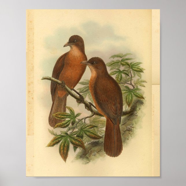 White Billed Wood Shrike Vintage Brown Bird Print (Front)