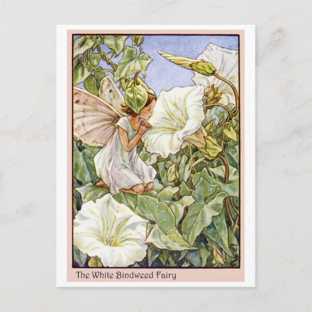 White Bindweed Fairy Postcard (Front)