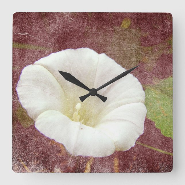 White Bindweed - The Wild Perennial Morning Glory Square Wall Clock (Front)