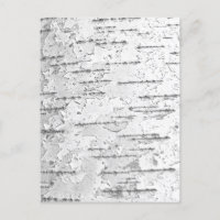 White Birch Bark Photo Postcard