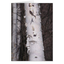 White birch (Betula papyrifera) card