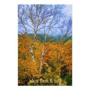 White Birch & Gold Photo Print